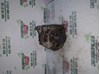 Alternator 9645907580 PEUGEOT